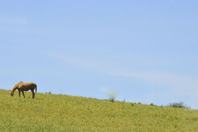 Cows grazing on field against clear sky