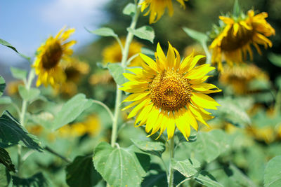 Close-up of yellow flowering plant