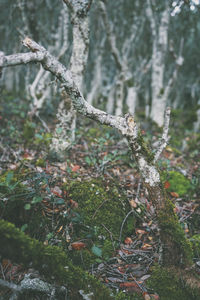 Close-up of lichen on tree in forest