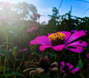 Close-up of purple flowering plant