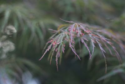 Close-up of flowering plant