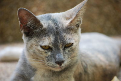 Close-up portrait of cat