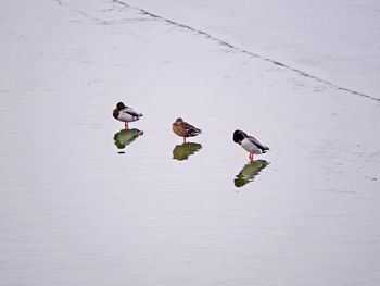 High angle view of ducks swimming on lake