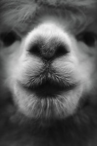 Close-up of donkey