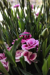 Close-up of pink flowering plants