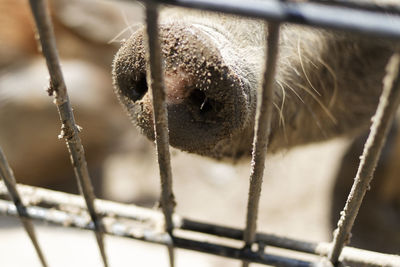 Cropped image of pig in cage