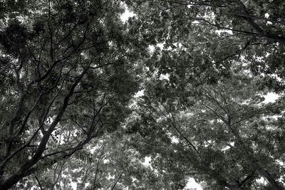 Low angle view of trees