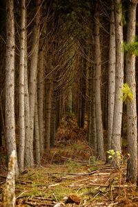 Trees in forest