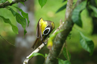 Close-up of bird perching on branch