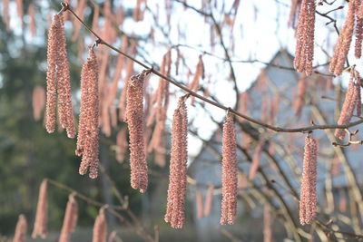 Close-up of flowering plants against blurred background