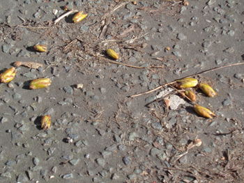 High angle view of insect on ground