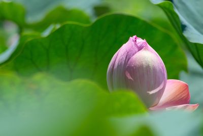 Close-up of lotus water lily