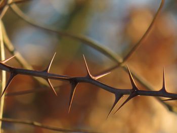 Close-up of leaf against sky