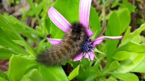 Close-up of honey bee on flower