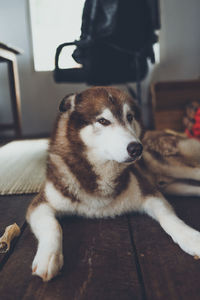 Dog while sitting on floor