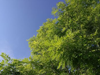 Low angle view of trees against blue sky