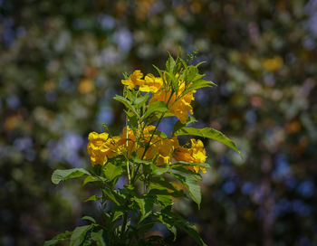 Close-up of yellow flowering plant