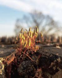 Close-up of yellow flowers on field