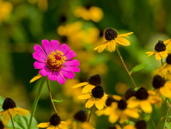 Close-up of pink flowering plant