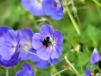 Close-up of bee on purple flower