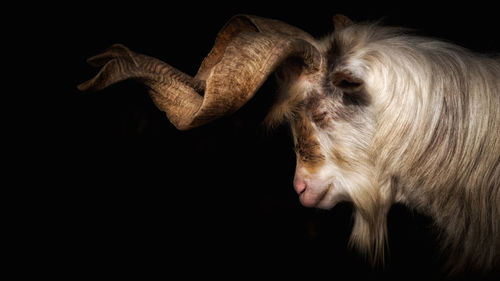 Close-up of markhor goat against black background