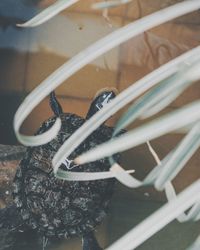 Close-up of horse