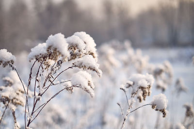 Close-up of frozen plant during winter