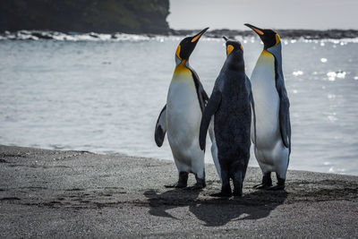 Penguins perching on shore against sky