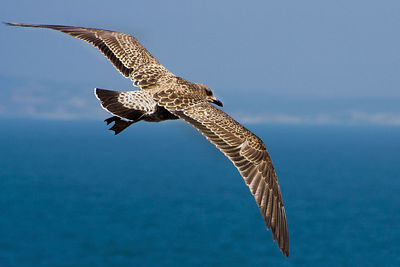 Close-up of falcon flying against sky