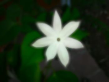 Close-up of white flowers blooming outdoors