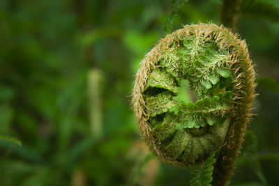 A close-up of a curled fern in the forest, summer view