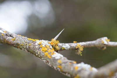 Close-up of thorn