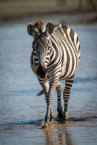 Plains zebra walking through stream towards camera