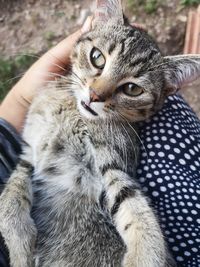 Close-up of hand holding cat