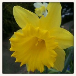 Close-up of yellow flower