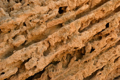 Close-up of eagle on rock