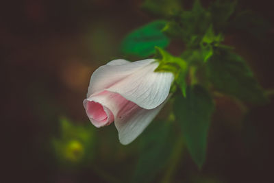 Close-up of white flower blooming outdoors