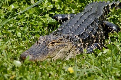 Close-up of crocodile