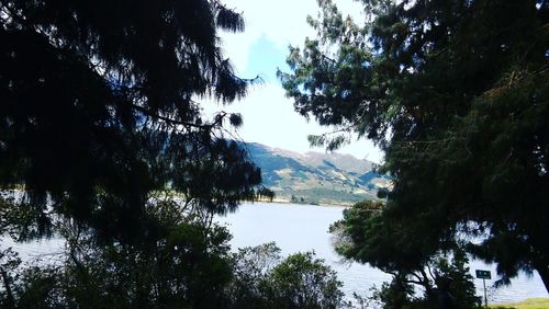 Low angle view of trees against sky