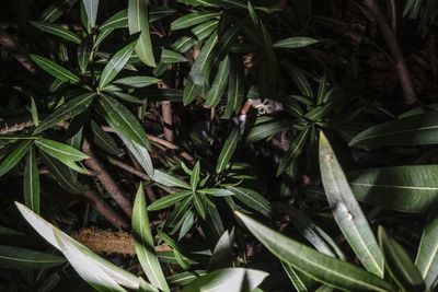 High angle view of lizard on plant