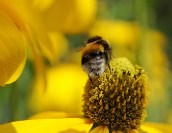 Close-up of bee pollinating on flower