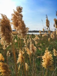 Plants growing on land against sky