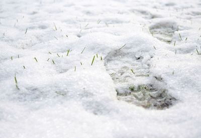 Close-up of snow