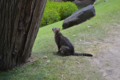 Cat on tree trunk in field