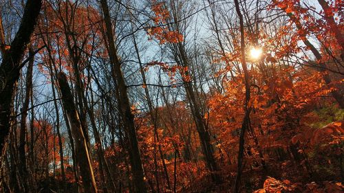 Low angle view of trees in forest