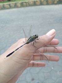 Close-up of insect on hand