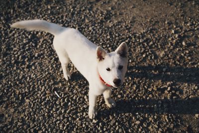 High angle portrait of dog