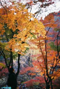 Close-up of tree during autumn