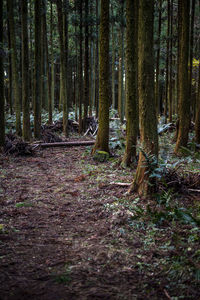 Trees in forest