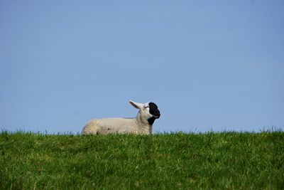 View of a lamb in a field